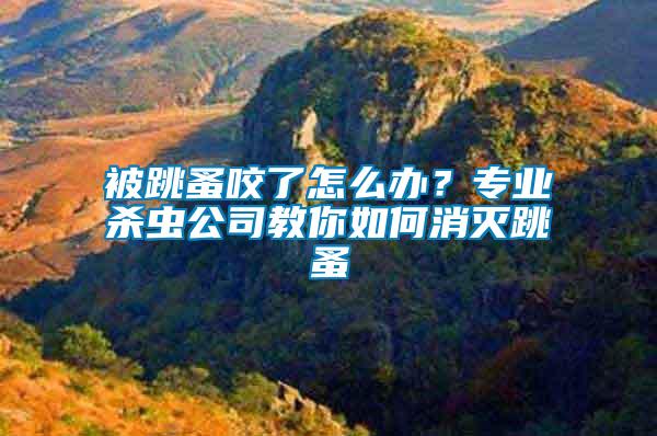 被跳蚤咬了怎么辦？專業(yè)殺蟲公司教你如何消滅跳蚤