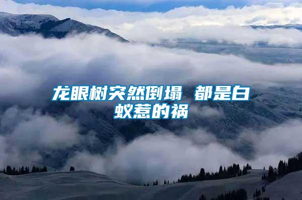 龍眼樹(shù)突然倒塌 都是白蟻惹的禍