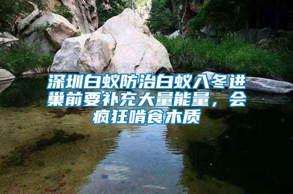 深圳白蟻防治白蟻入冬進巢前要補充大量能量，會瘋狂啃食木質(zhì)