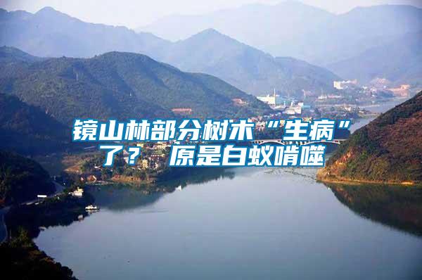 鏡山林部分樹(shù)木“生病”了？ 原是白蟻啃噬