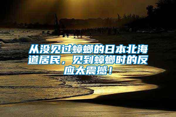 從沒(méi)見(jiàn)過(guò)蟑螂的日本北海道居民，見(jiàn)到蟑螂時(shí)的反應(yīng)太震撼！