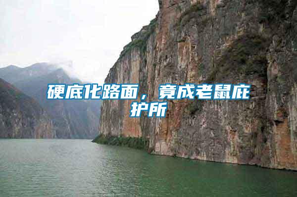 硬底化路面，竟成老鼠庇護所