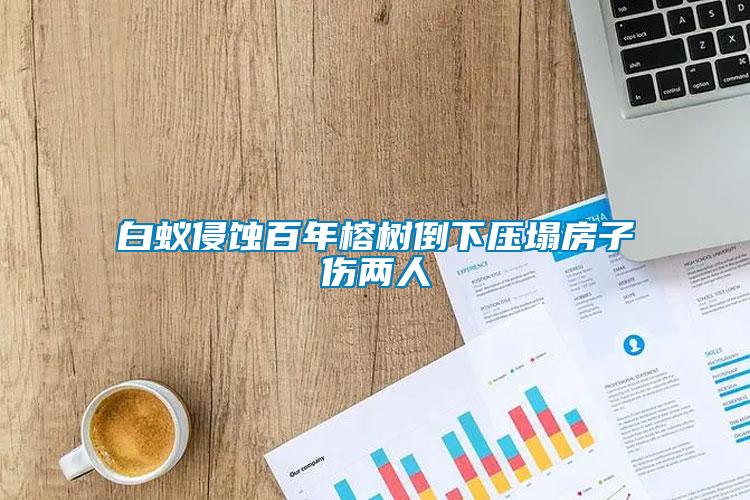 白蟻侵蝕百年榕樹倒下壓塌房子傷兩人