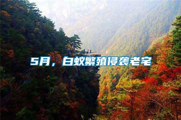5月，白蟻繁殖侵襲老宅