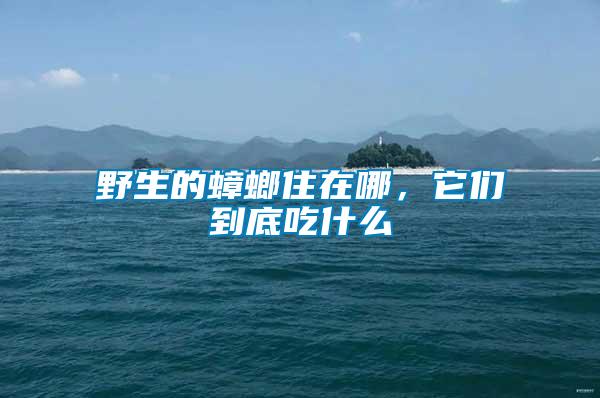 野生的蟑螂住在哪，它們到底吃什么