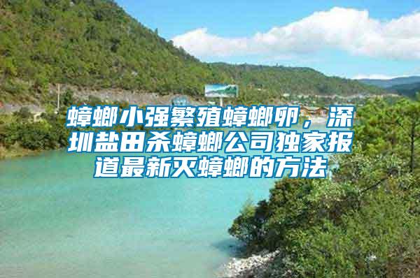 蟑螂小強(qiáng)繁殖蟑螂卵，深圳鹽田殺蟑螂公司獨(dú)家報(bào)道最新滅蟑螂的方法