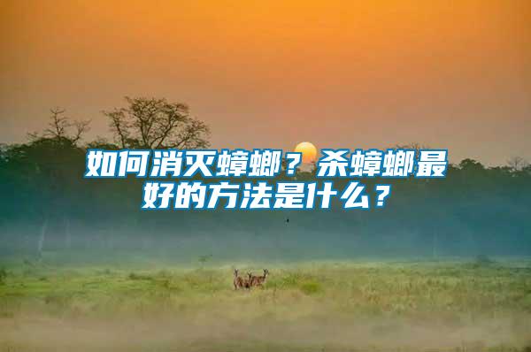 如何消滅蟑螂？殺蟑螂最好的方法是什么？