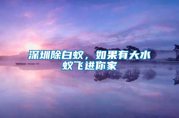 深圳除白蟻，如果有大水蟻飛進你家