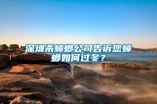 深圳殺蟑螂公司告訴您蟑螂如何過冬？