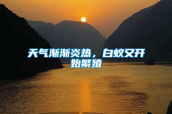 天氣漸漸炎熱，白蟻又開始繁殖