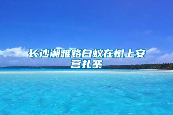 長(zhǎng)沙湘雅路白蟻在樹上安營(yíng)扎寨