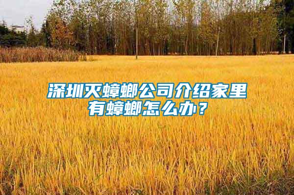 深圳滅蟑螂公司介紹家里有蟑螂怎么辦？