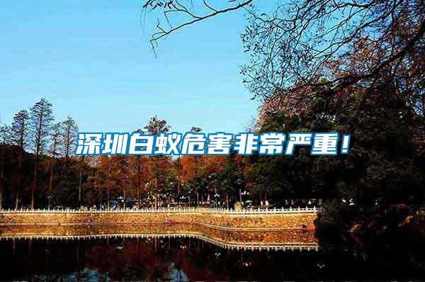 深圳白蟻危害非常嚴(yán)重！