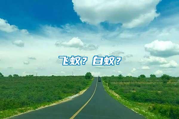 飛蟻？白蟻？