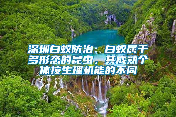 深圳白蟻防治：白蟻屬于多形態(tài)的昆蟲，其成熟個體按生理機(jī)能的不同