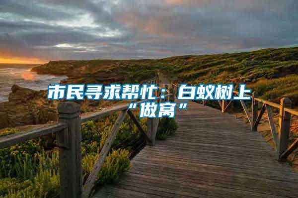 市民尋求幫忙：白蟻樹(shù)上“做窩”