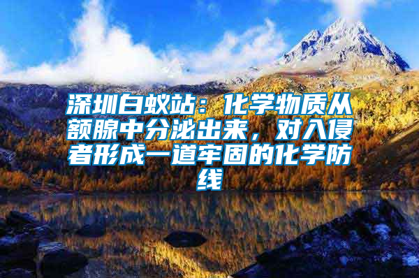 深圳白蟻站：化學物質(zhì)從額腺中分泌出來，對入侵者形成一道牢固的化學防線
