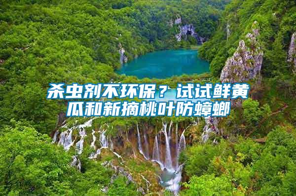 殺蟲劑不環(huán)保？試試鮮黃瓜和新摘桃葉防蟑螂