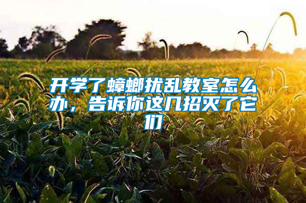 開學(xué)了蟑螂擾亂教室怎么辦，告訴你這幾招滅了它們