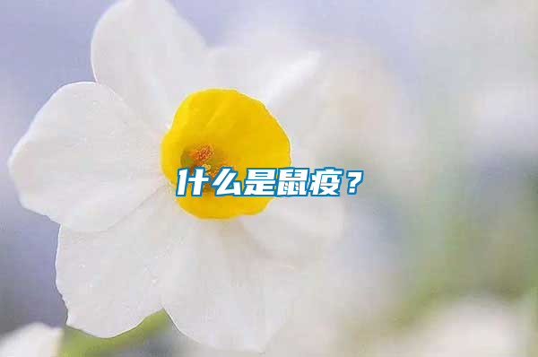 什么是鼠疫？