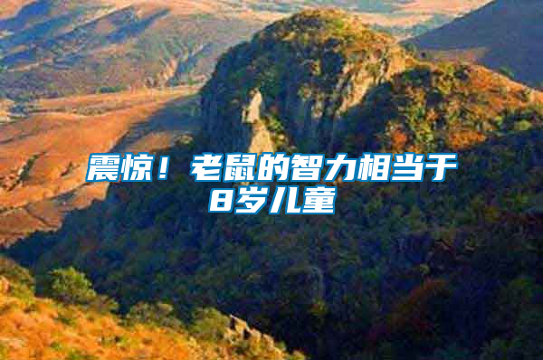 震驚！老鼠的智力相當(dāng)于8歲兒童
