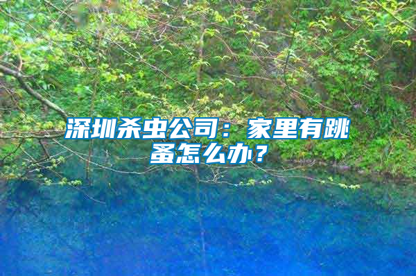 深圳殺蟲公司：家里有跳蚤怎么辦？
