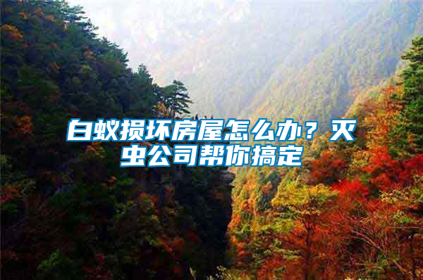 白蟻損壞房屋怎么辦？滅蟲公司幫你搞定