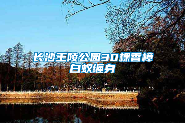 長(zhǎng)沙王陵公園30棵香樟白蟻纏身