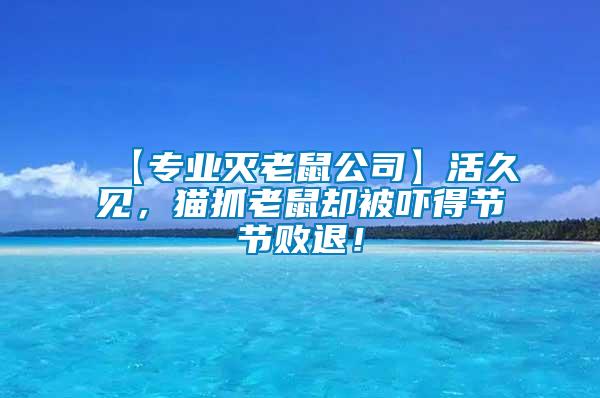 【專業(yè)滅老鼠公司】活久見，貓抓老鼠卻被嚇得節(jié)節(jié)敗退！