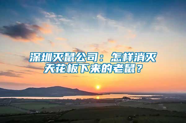 深圳滅鼠公司：怎樣消滅天花板下來的老鼠？