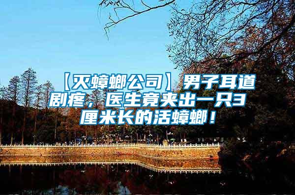 【滅蟑螂公司】男子耳道劇疼，醫(yī)生竟夾出一只3厘米長(zhǎng)的活蟑螂！