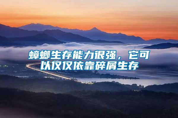 蟑螂生存能力很強，它可以僅僅依靠碎屑生存