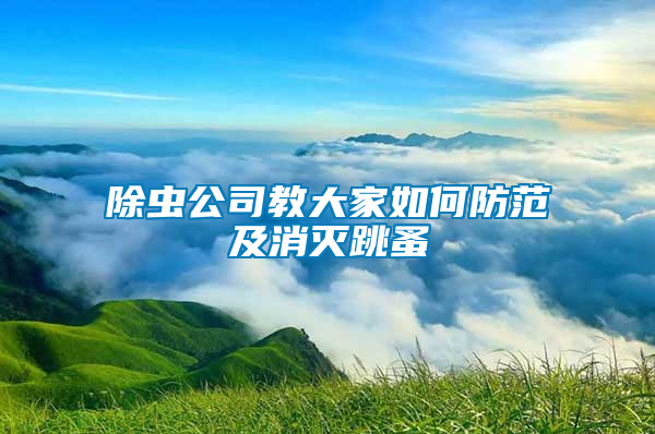 除蟲(chóng)公司教大家如何防范及消滅跳蚤
