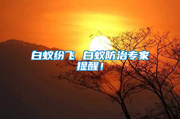 白蟻紛飛 白蟻防治專(zhuān)家提醒！