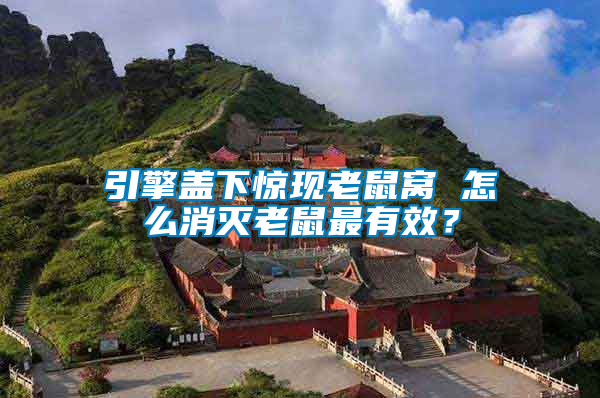 引擎蓋下驚現(xiàn)老鼠窩 怎么消滅老鼠最有效？