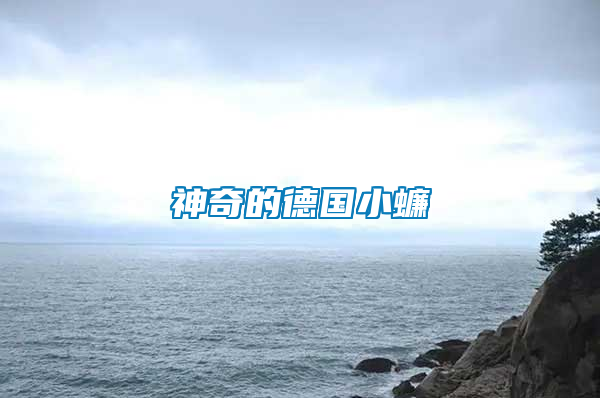 神奇的德國(guó)小蠊
