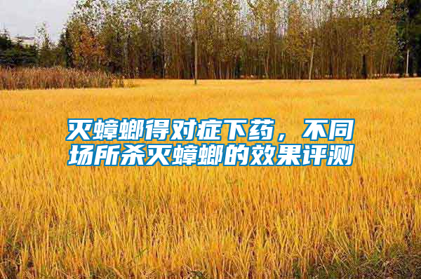 滅蟑螂得對癥下藥，不同場所殺滅蟑螂的效果評測
