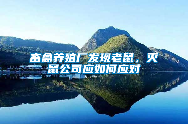 畜禽養(yǎng)殖廠發(fā)現(xiàn)老鼠，滅鼠公司應(yīng)如何應(yīng)對(duì)
