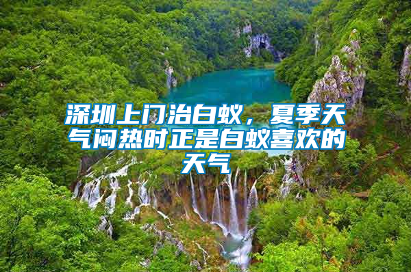 深圳上門治白蟻，夏季天氣悶熱時正是白蟻喜歡的天氣