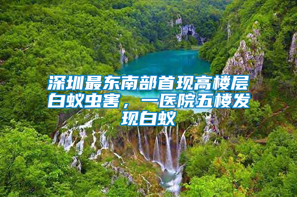 深圳最東南部首現(xiàn)高樓層白蟻蟲害，一醫(yī)院五樓發(fā)現(xiàn)白蟻