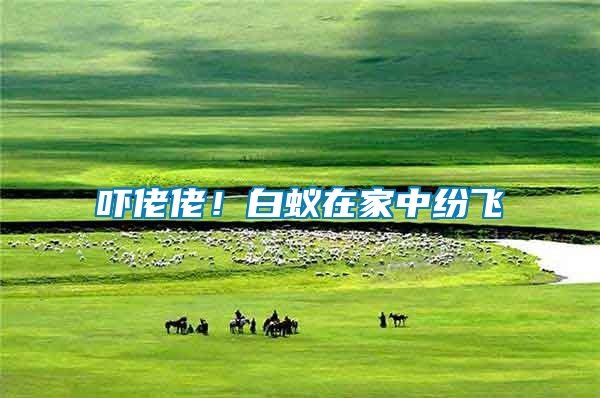 嚇佬佬！白蟻在家中紛飛