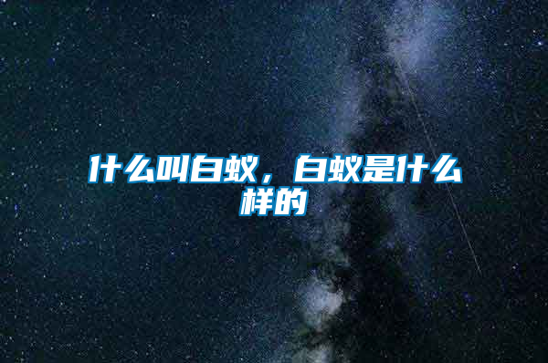 什么叫白蟻，白蟻是什么樣的