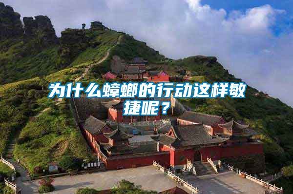 為什么蟑螂的行動這樣敏捷呢？
