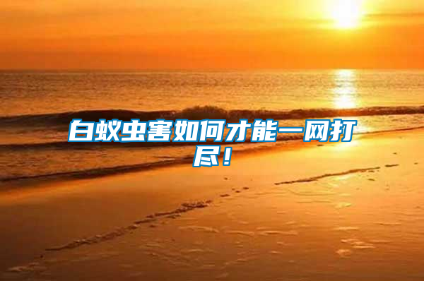 白蟻蟲害如何才能一網打盡！