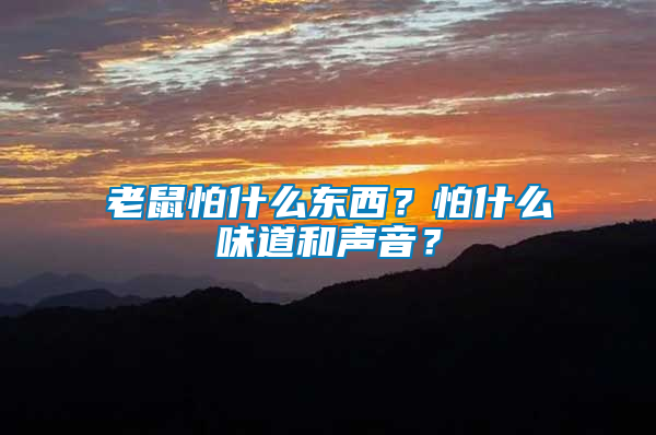 老鼠怕什么東西？怕什么味道和聲音？