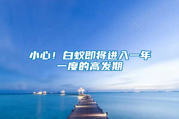 小心！白蟻即將進入一年一度的高發(fā)期