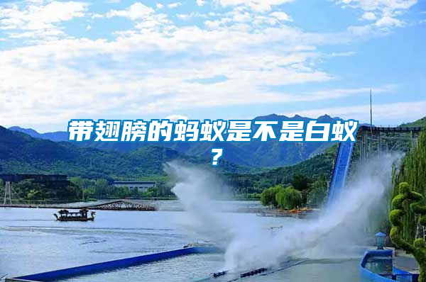 帶翅膀的螞蟻是不是白蟻？