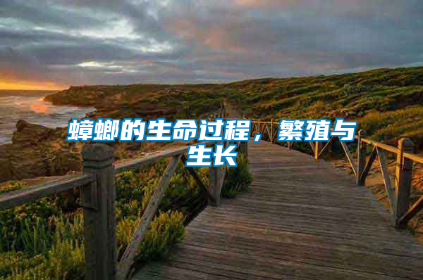 蟑螂的生命過程，繁殖與生長
