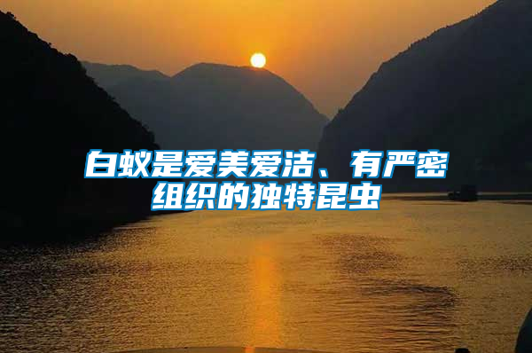 白蟻是愛美愛潔、有嚴(yán)密組織的獨特昆蟲